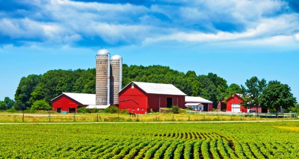 Farm Farm