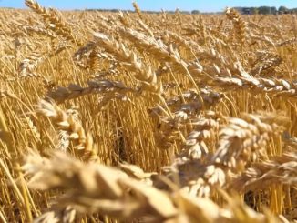 Wheat field